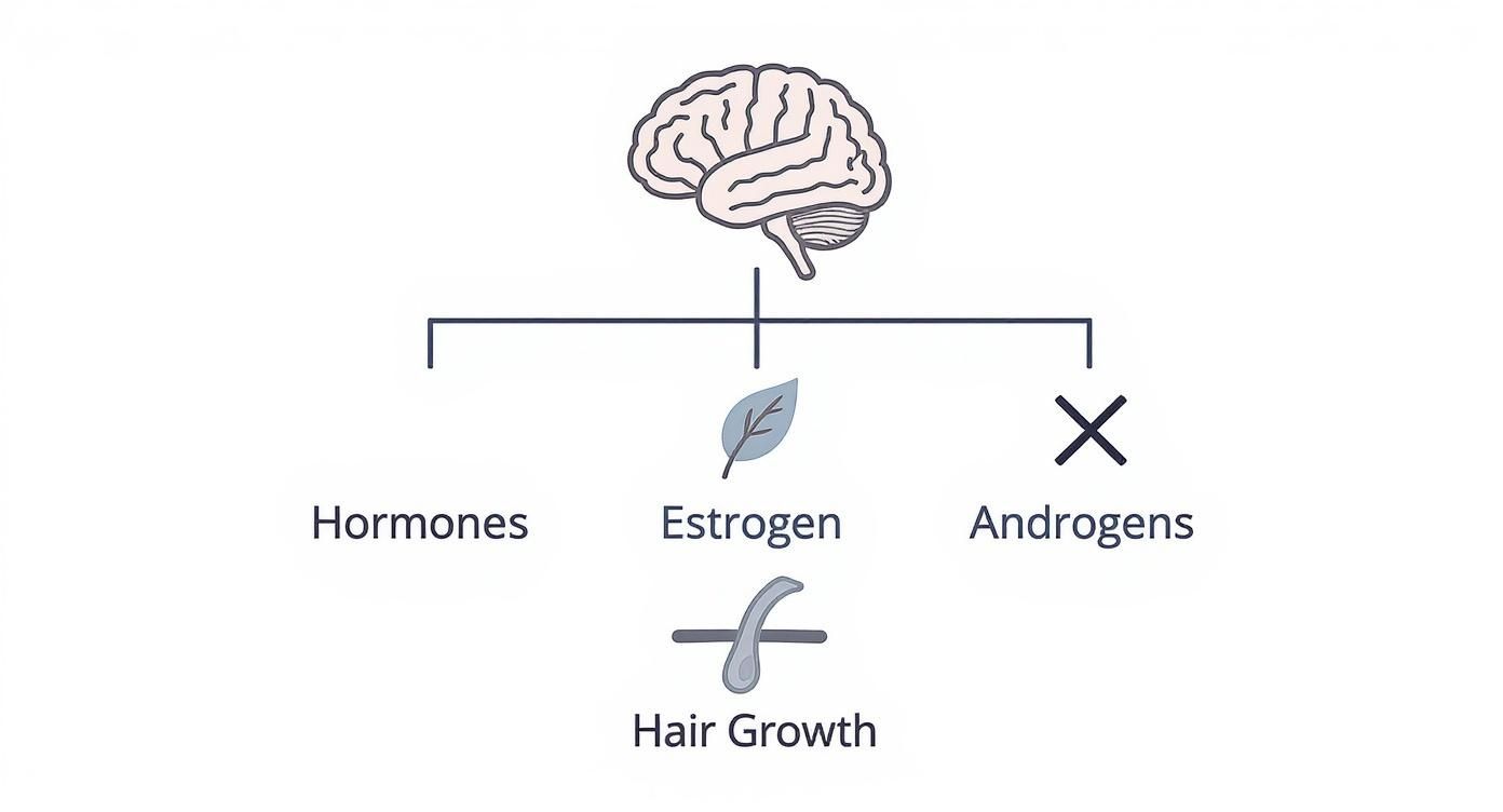 Infographic about hormone replacement therapy and hair loss