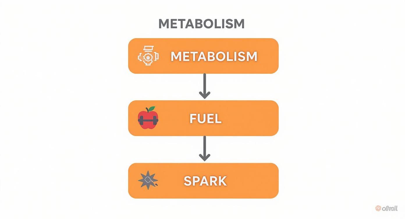 Infographic about vitamin injections for weight loss
