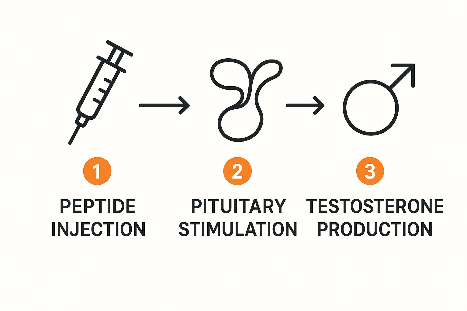 Infographic about peptides to increase testosterone