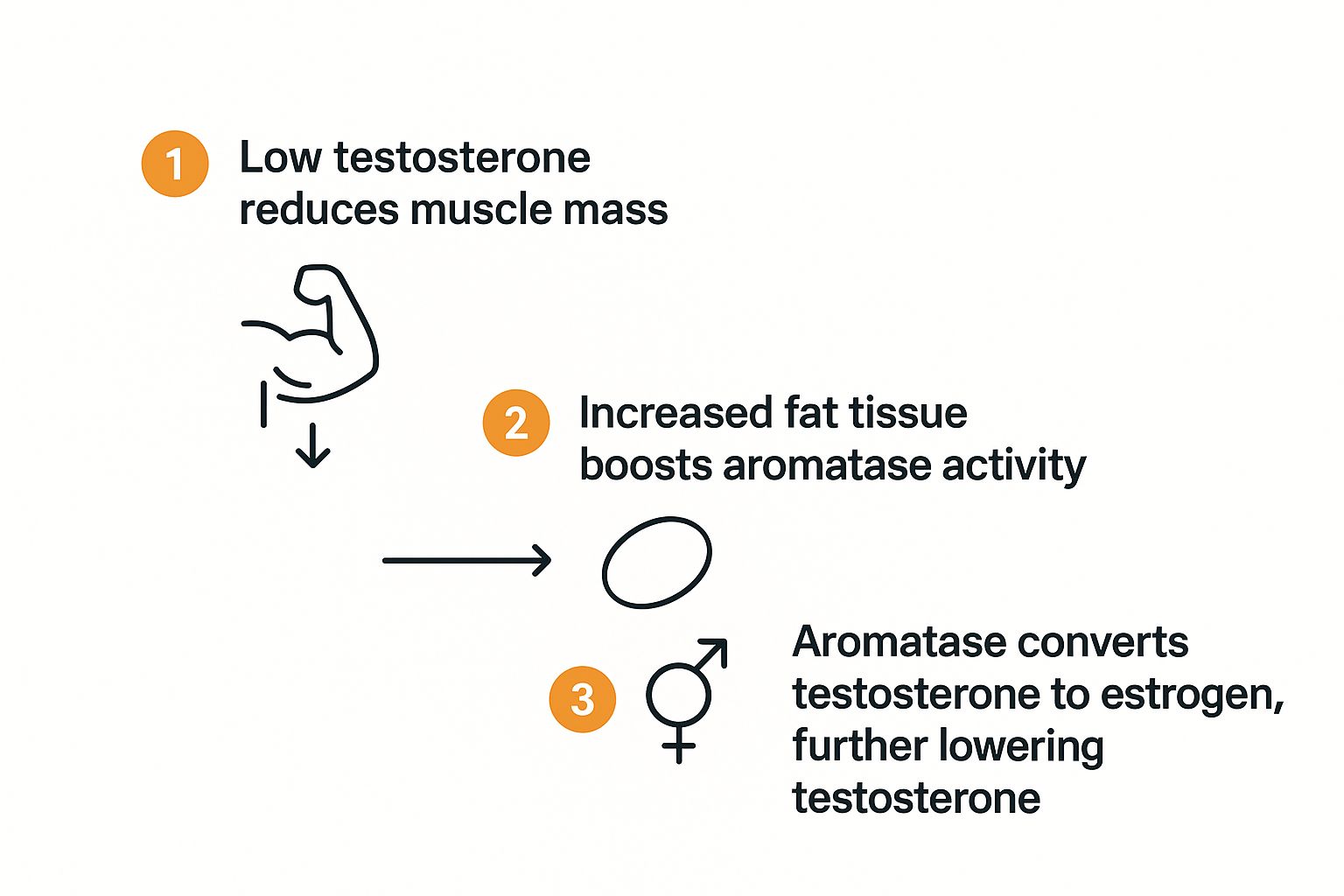 Infographic about low testosterone in women/weight gain
