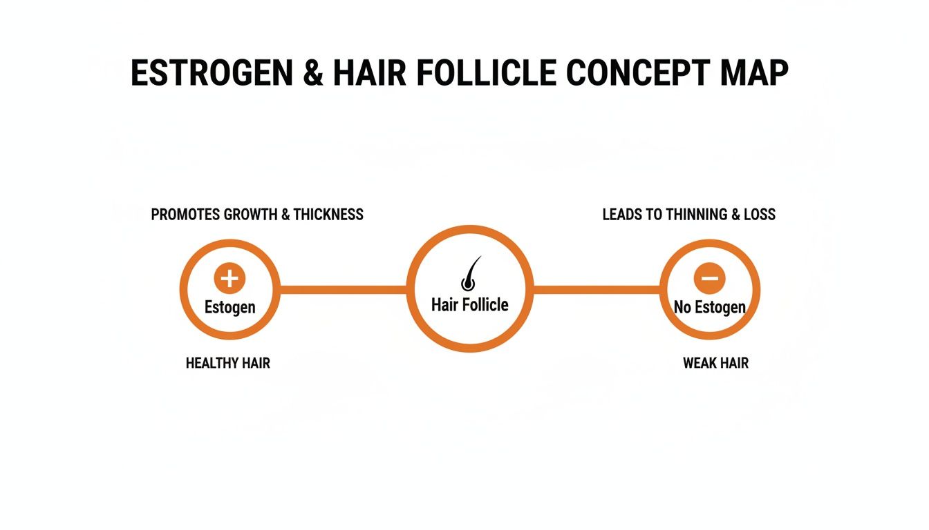 Concept map illustrating how estrogen promotes hair growth and thickness, leading to healthy hair, while no estrogen causes thinning and loss.