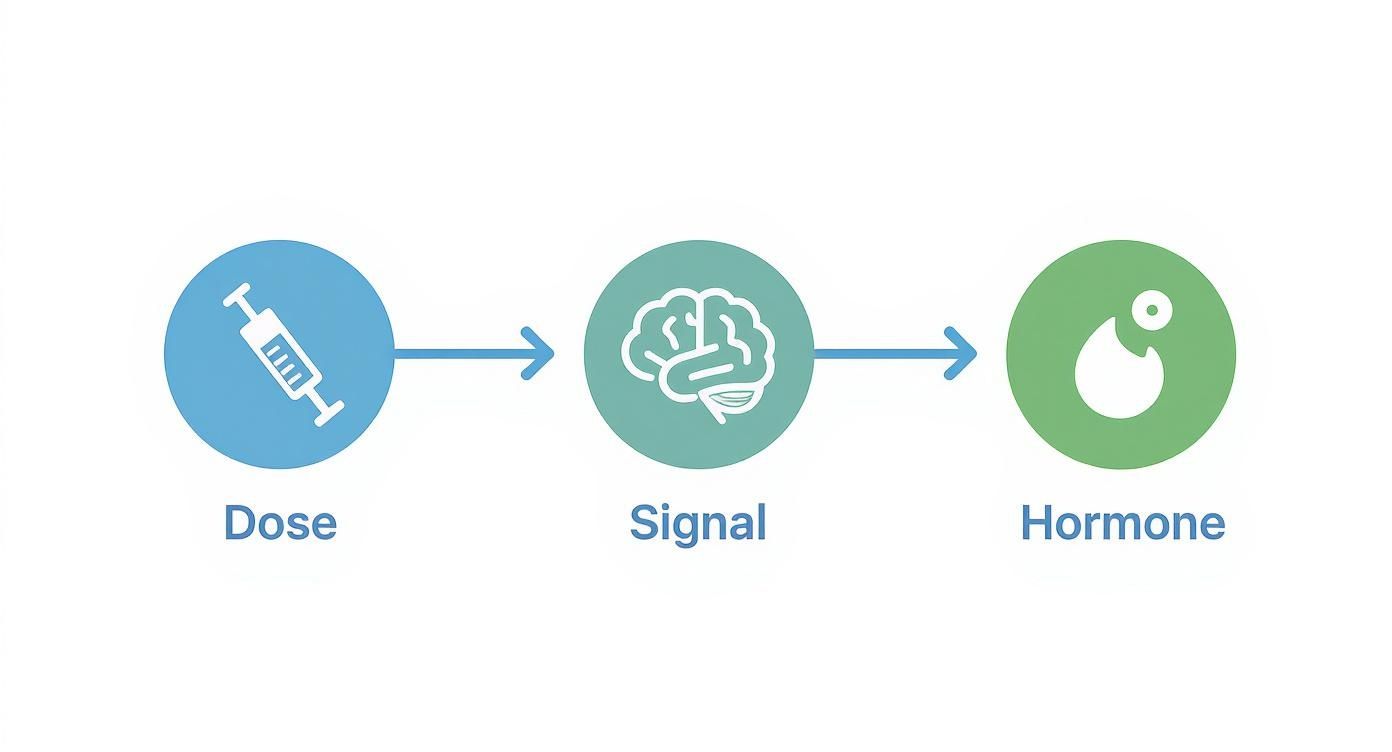 Diagram showing a syringe representing dose, leading to a brain for signal, then to a hormone.
