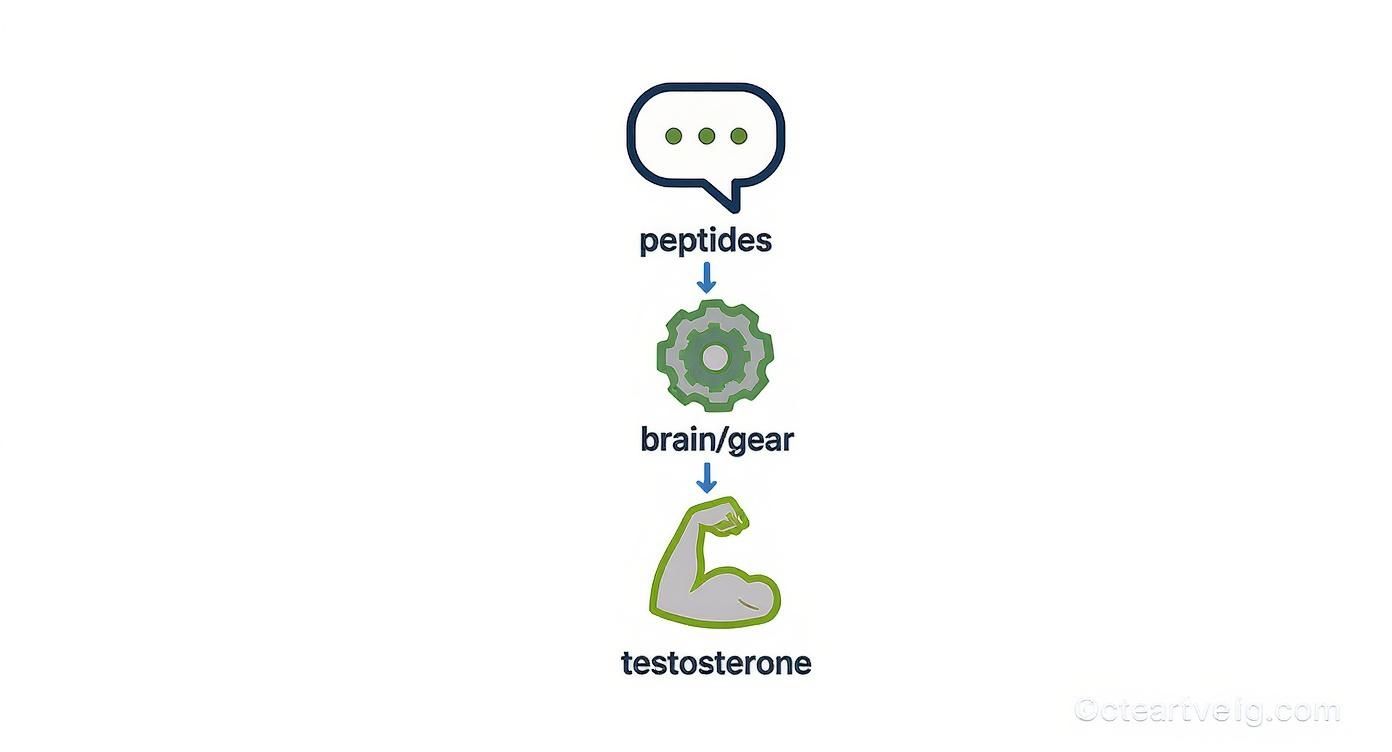Diagram showing peptides processed by brain to produce testosterone through biological pathway