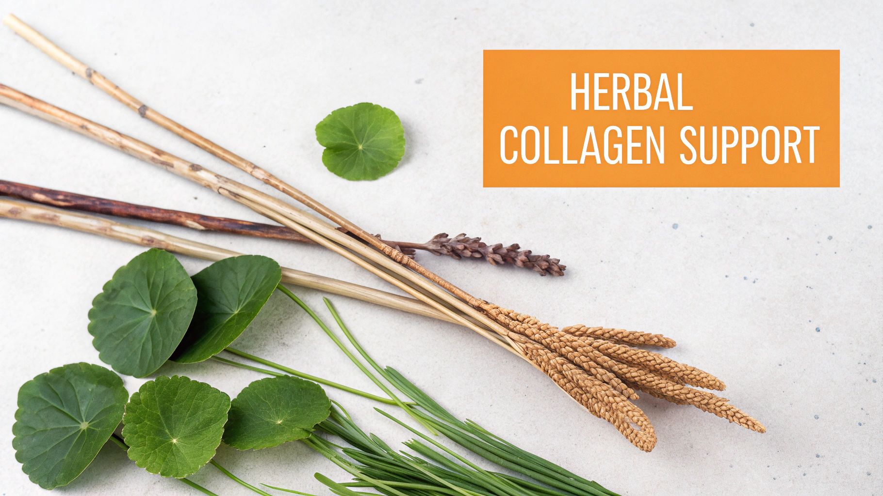 Collagen-Supporting Herbs (Gotu Kola, Horsetail)