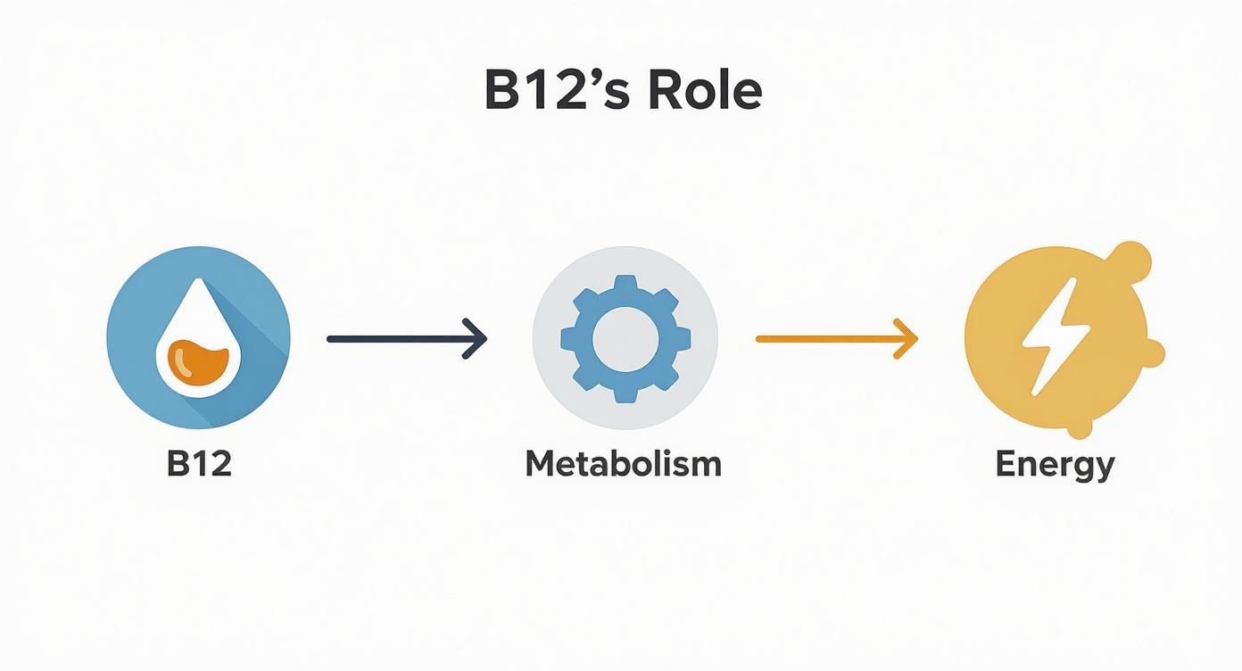 Diagram illustrating B12's role: B12 contributes to metabolism, which generates energy.