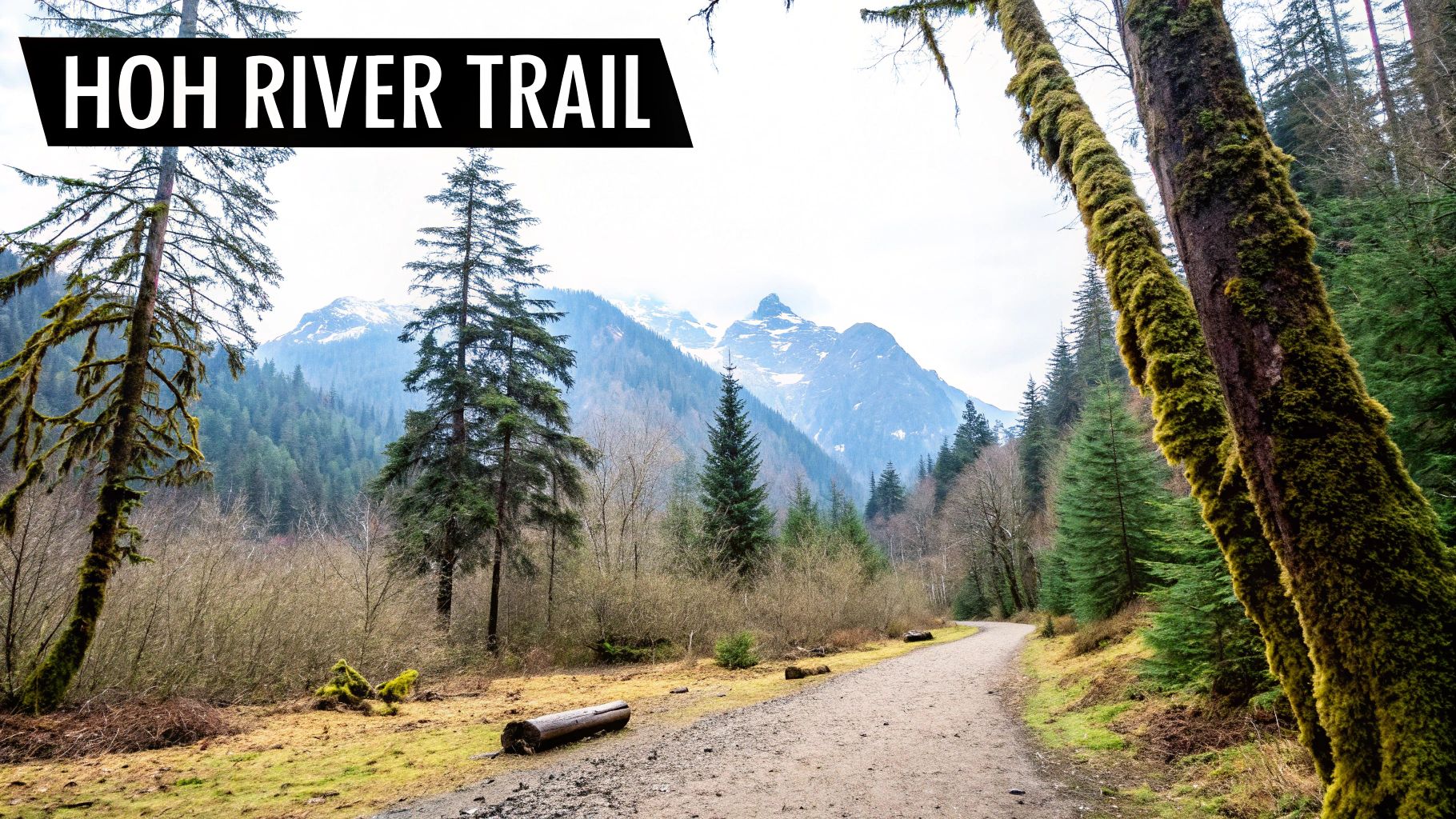 Infographic showing key data about Olympic National Park: Hoh River Trail to Blue Glacier