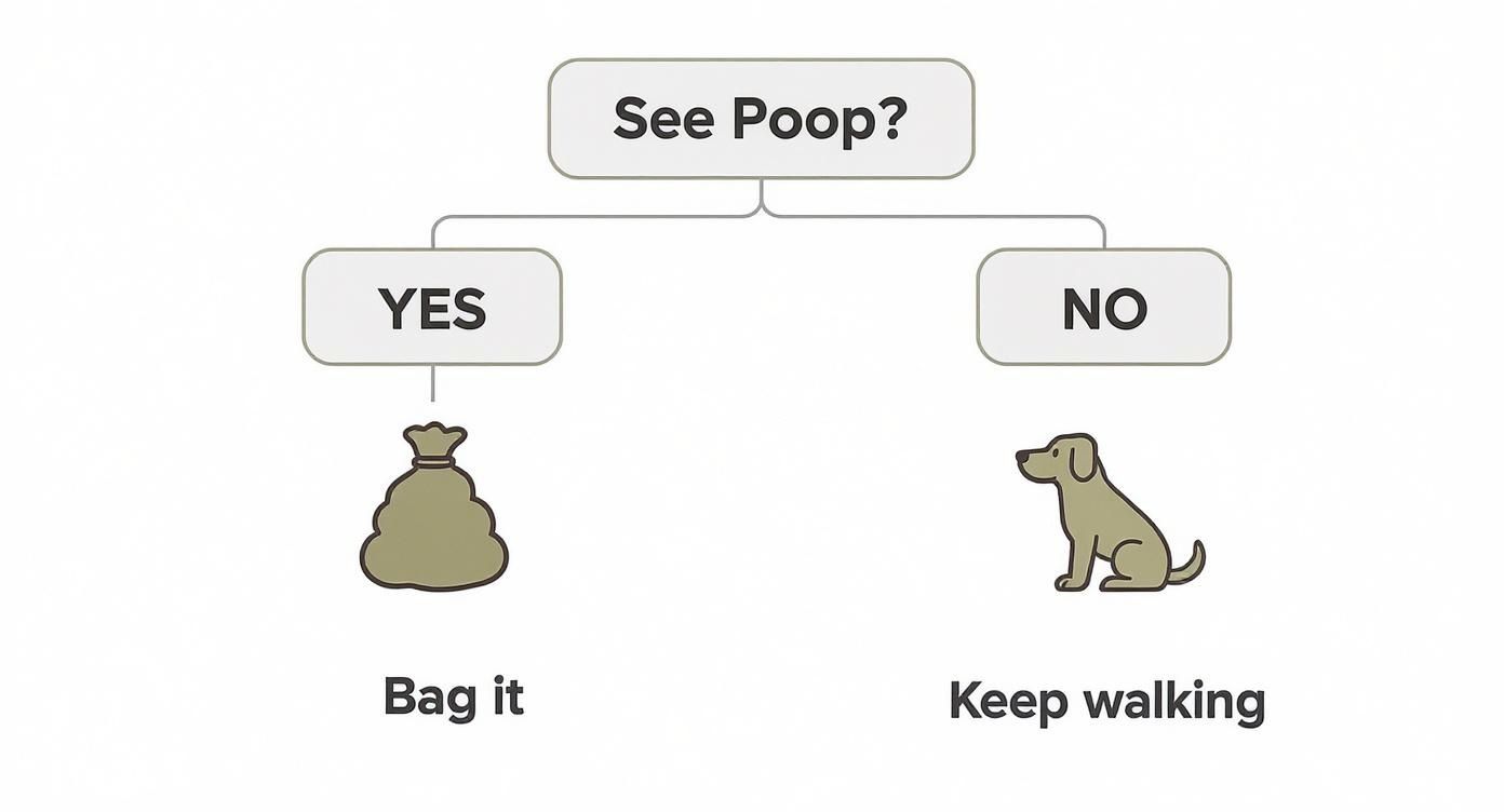 Infographic about disposing dog waste