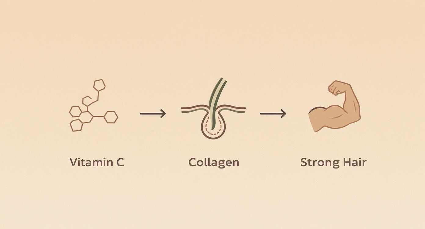 Infographic about amla powder for hair