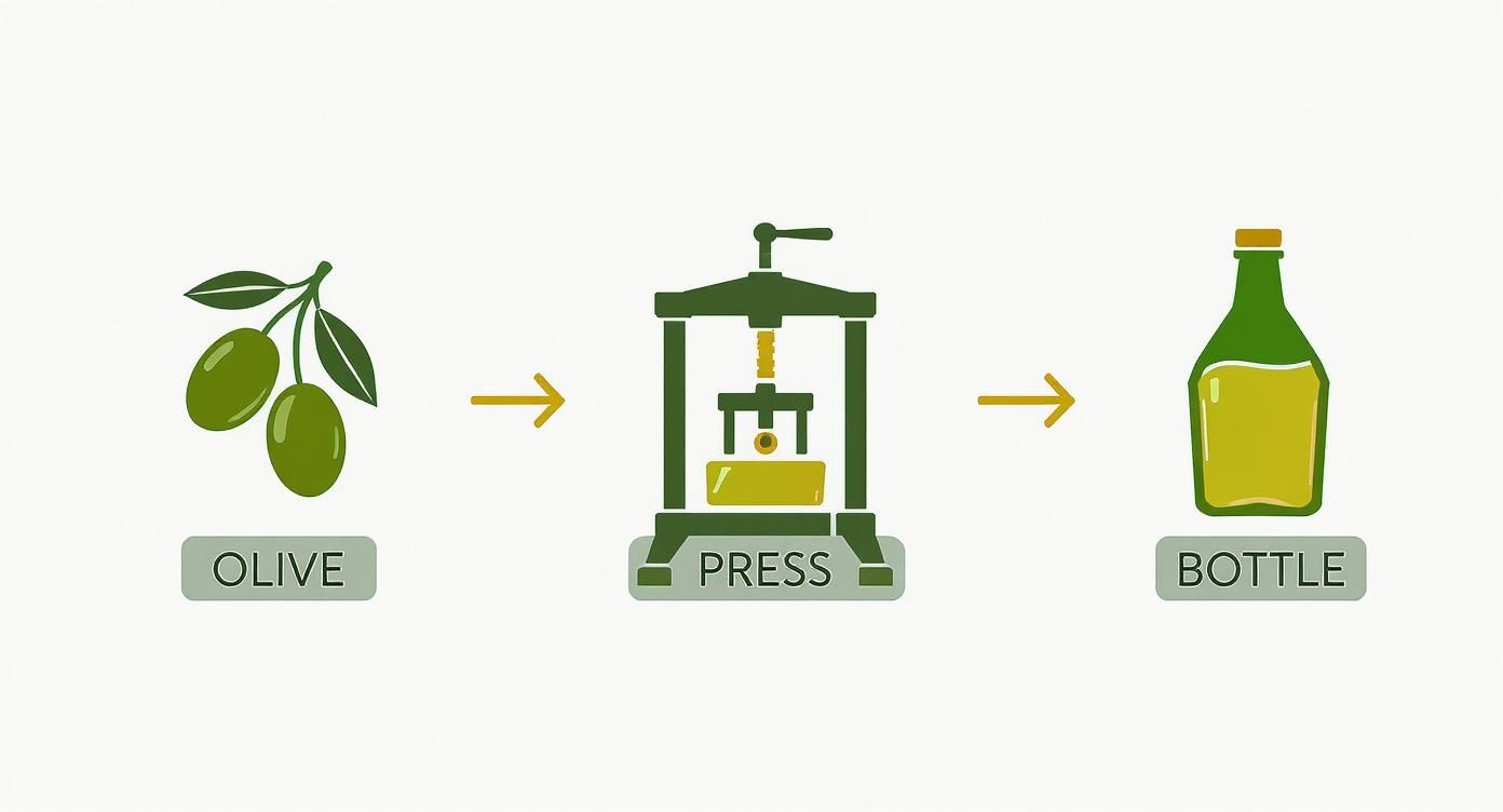 A diagram illustrating the process of making olive oil, from olives to a bottled product.