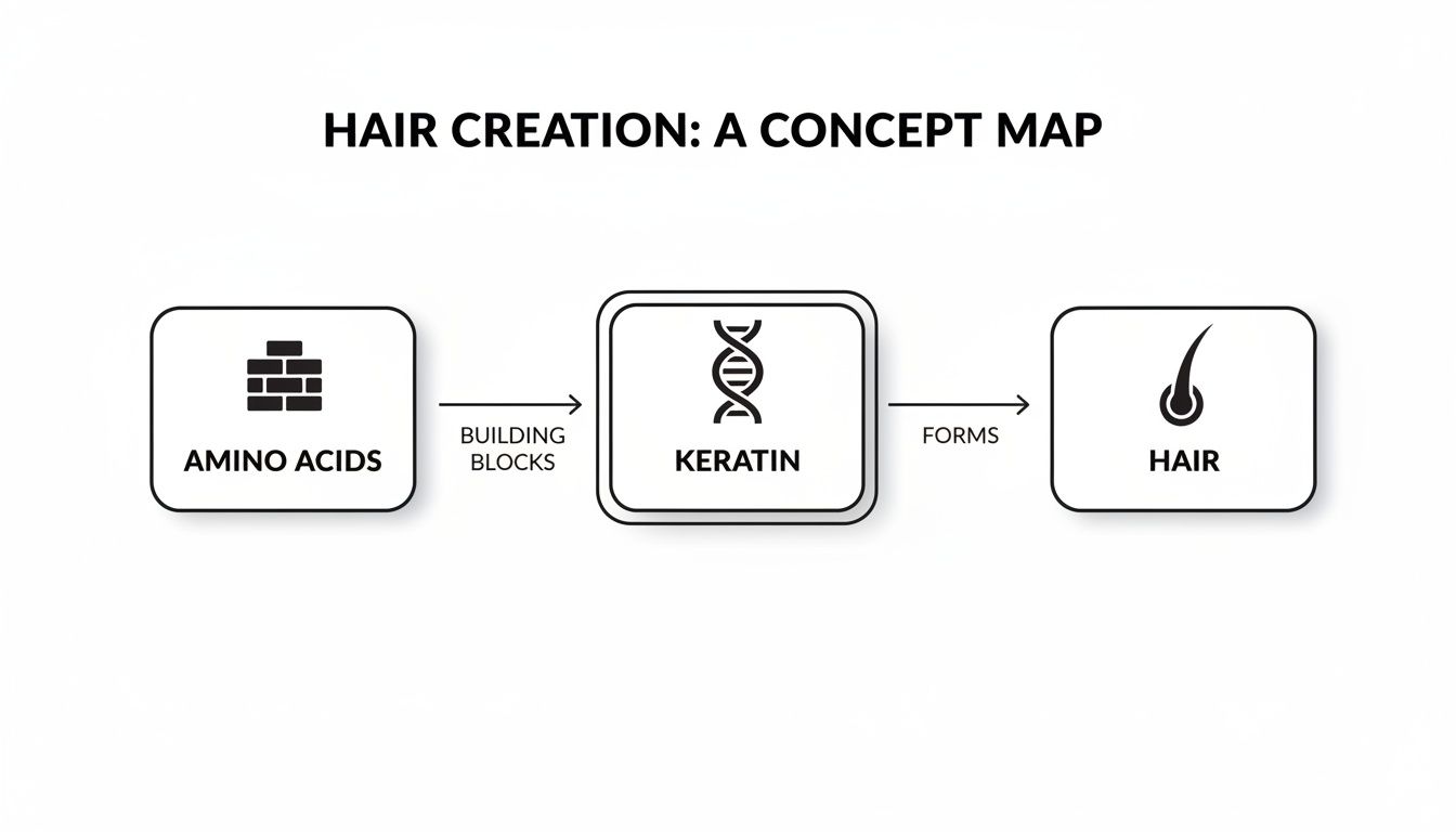 Concept map illustrating hair creation, showing amino acids as building blocks for keratin, which then forms hair.