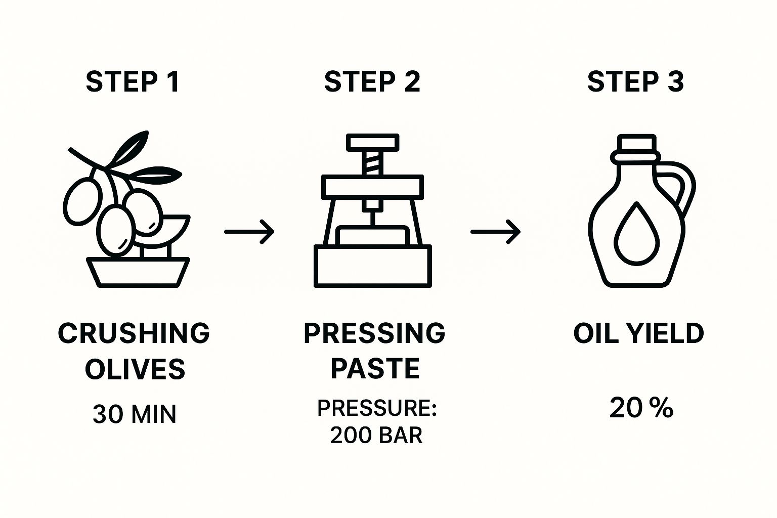 Infographic about making olive oil at home