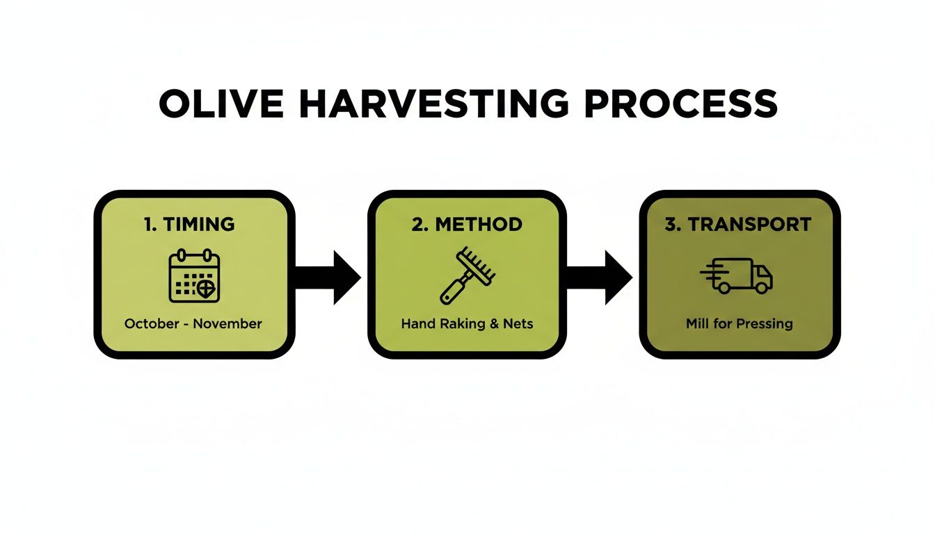 A flowchart illustrates the olive harvesting process, detailing timing (October-November), method (hand raking & nets), and transport to mill.