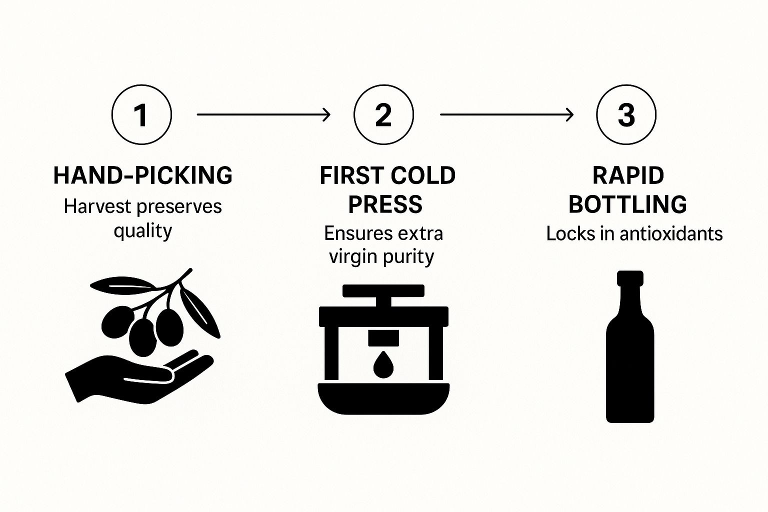 Infographic about olive oil from italy