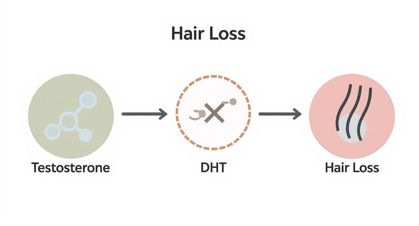 Infographic about does low testosterone cause hair loss