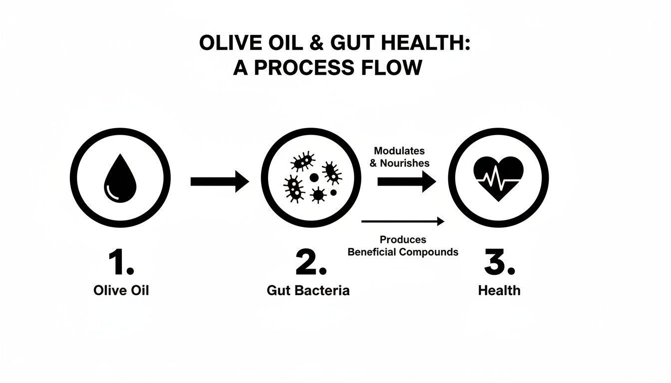 A diagram illustrates a process flow: Olive oil supports gut bacteria, leading to overall health benefits.
