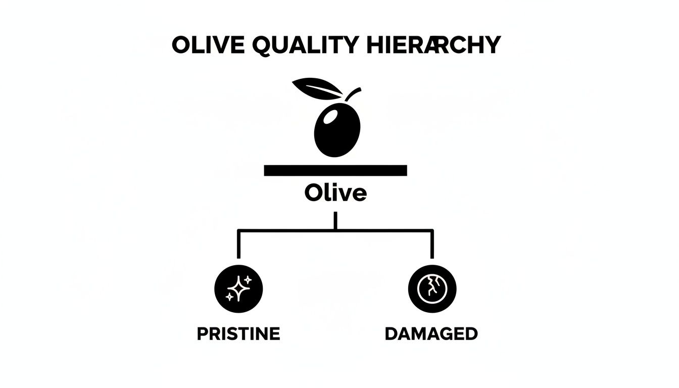 A black and white diagram titled 'Olive Quality Hierarchy' showing olives categorized into pristine and damaged.