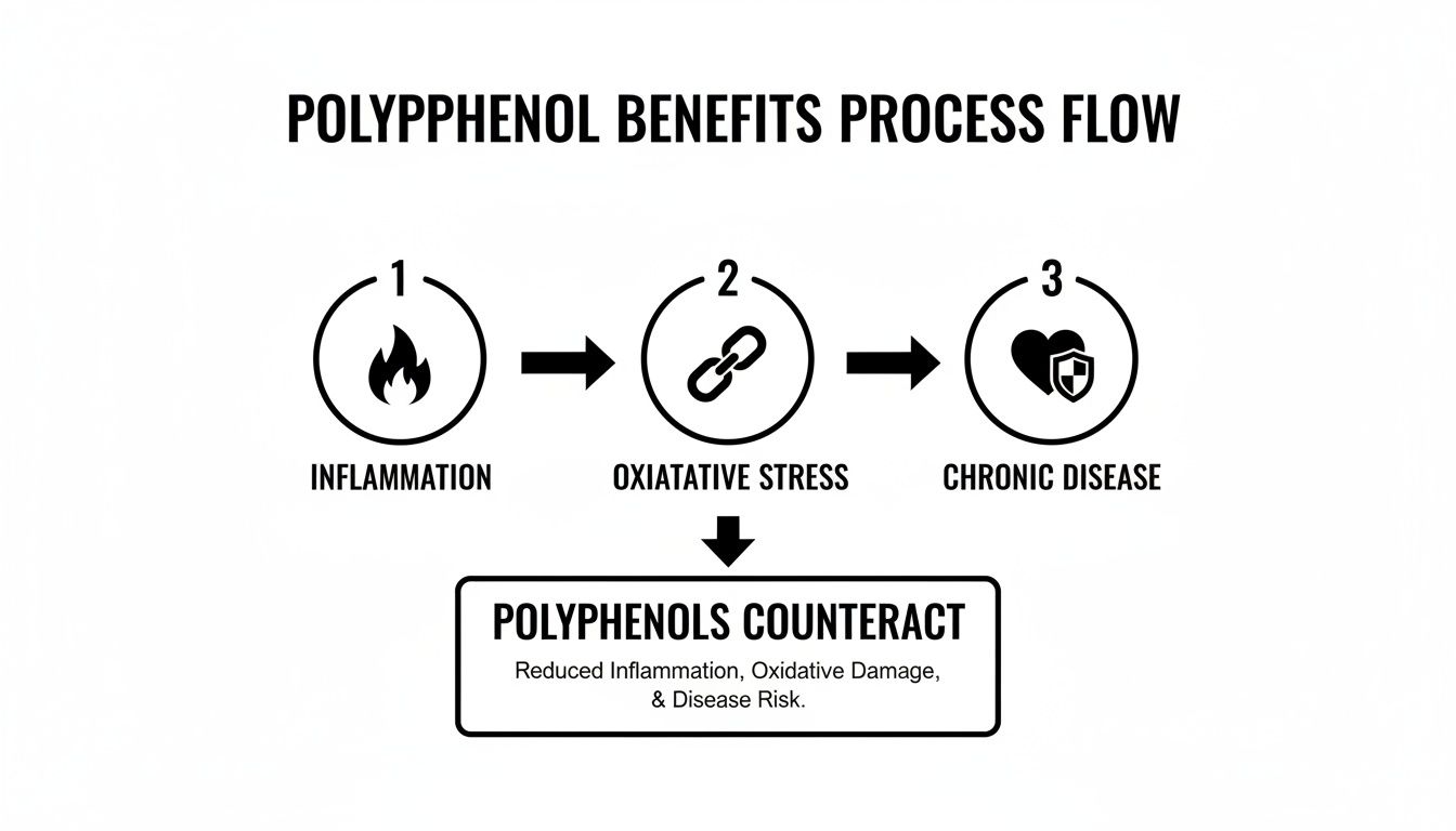 Infographic showing a process flow where inflammation leads to oxidative stress and chronic disease, counteracted by polyphenols.