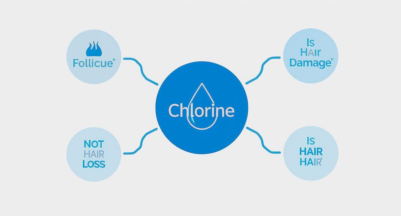 An infographic illustrating chlorine's impact on hair, showing hair damage, follicue, and not hair loss.
