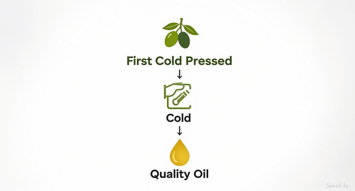 Infographic showing first cold pressed olive oil production process from olives to quality oil