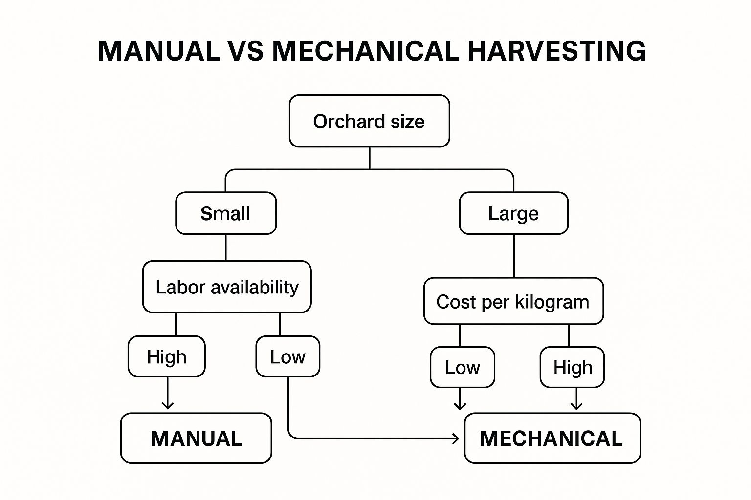Infographic about olive oil harvesting