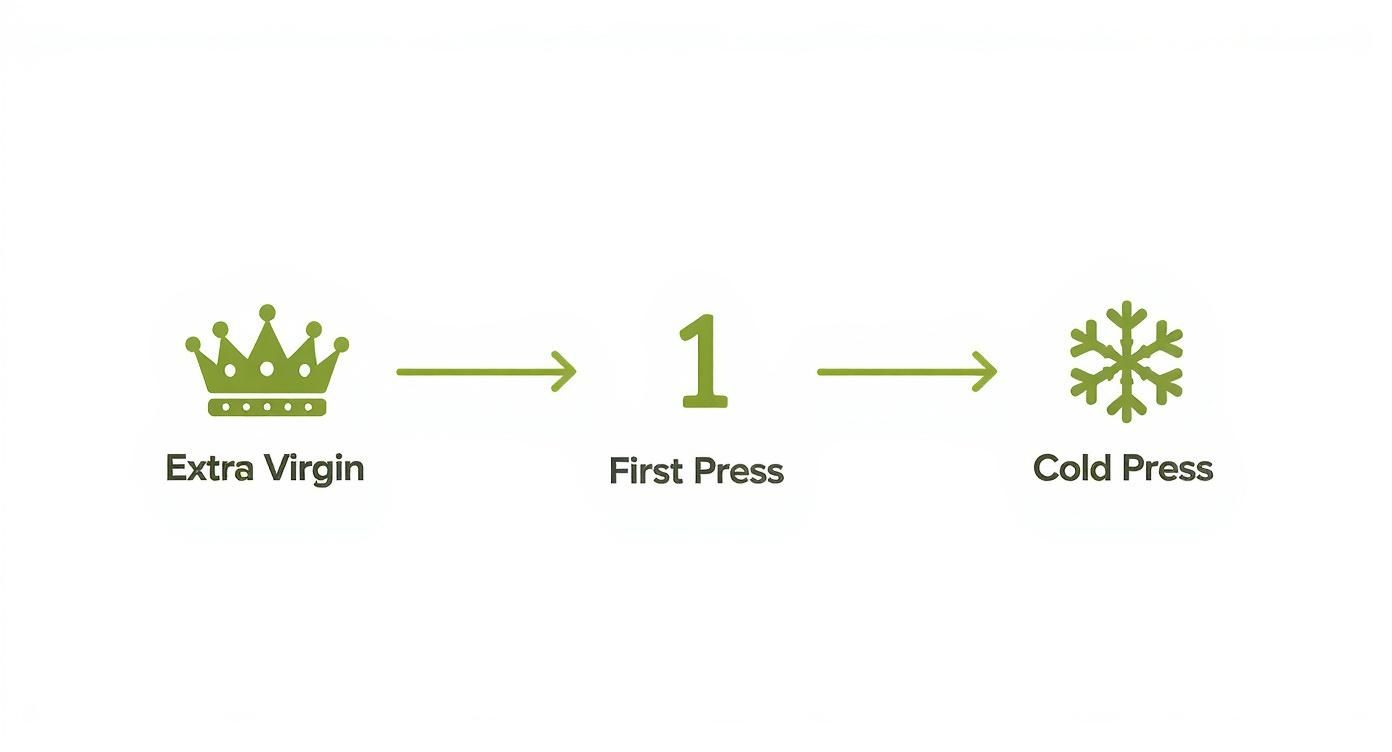 Infographic showing olive oil production process from extra virgin to first press to cold press