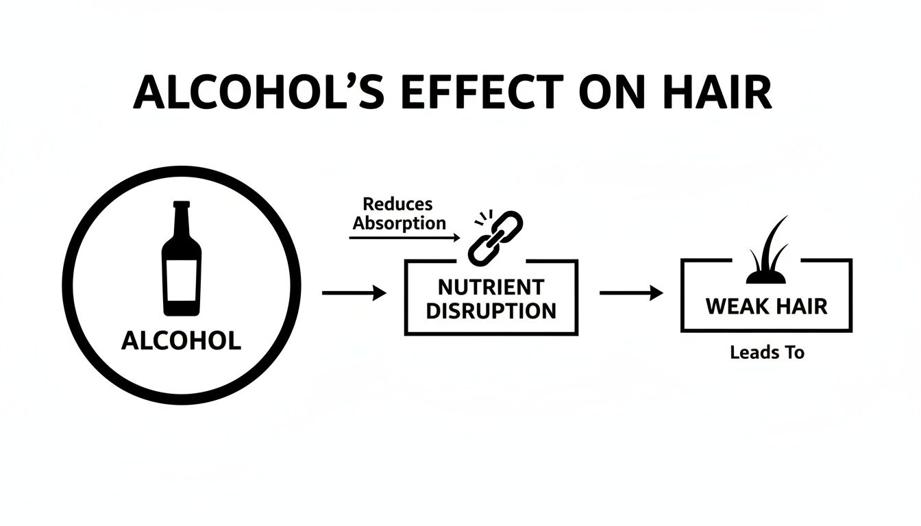 Flowchart illustrating how alcohol reduces nutrient absorption, leading to nutrient disruption and weak hair.