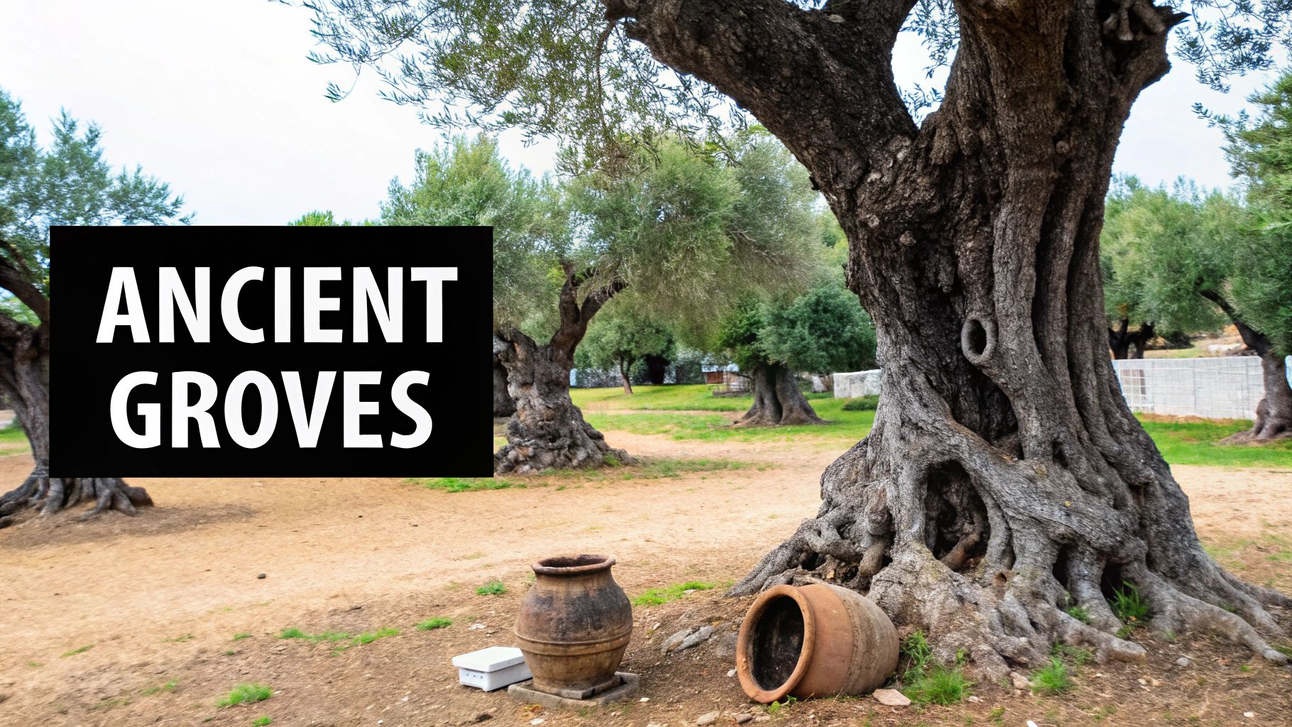 A scenic view of ancient olive trees with gnarled trunks and two traditional clay pots on the ground.