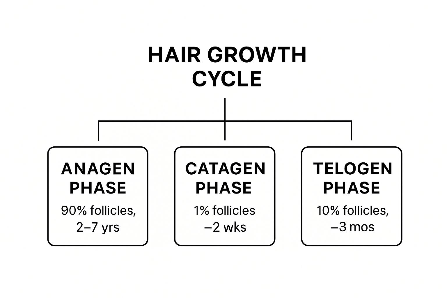 Infographic about why did my hair stop growing