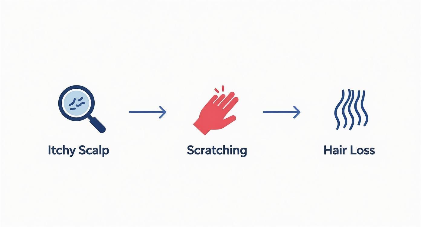A diagram showing how an itchy scalp, represented by a magnifying glass, leads to scratching, which can ultimately cause hair loss.