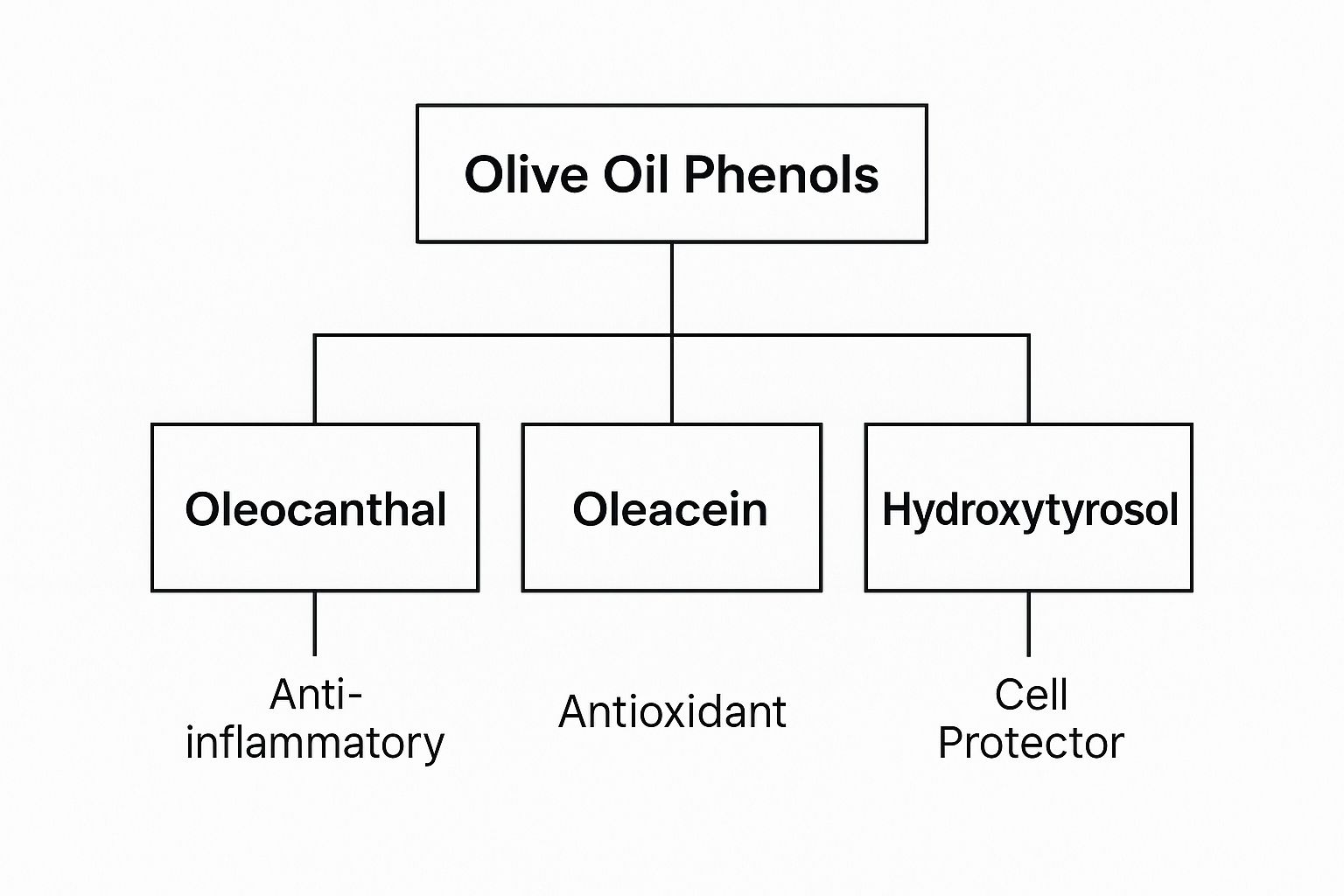 Infographic about olive oil phenols