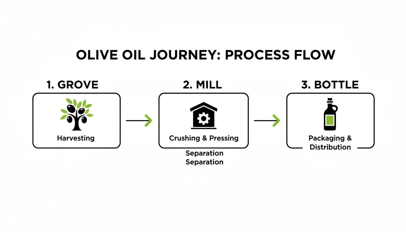 Flowchart illustrating the olive oil production process: harvesting, milling, and bottling stages.