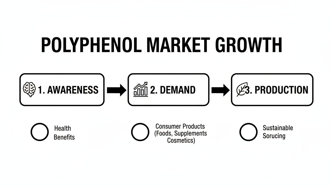 Flowchart illustrating the polyphenol market growth, detailing awareness, demand, and production stages.