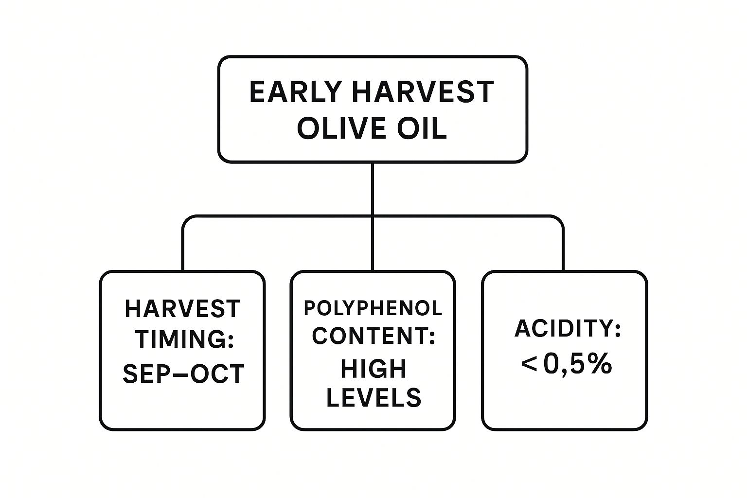 Infographic about early harvest olive oil