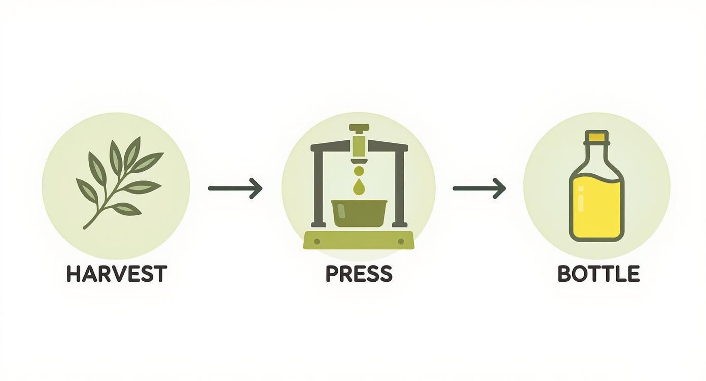 Infographic about extra virgin cold pressed organic olive oil