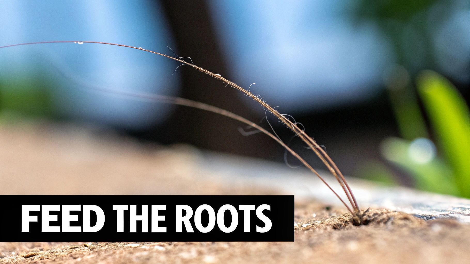 A microscopic view of hair follicles, illustrating the biological roots of hair.