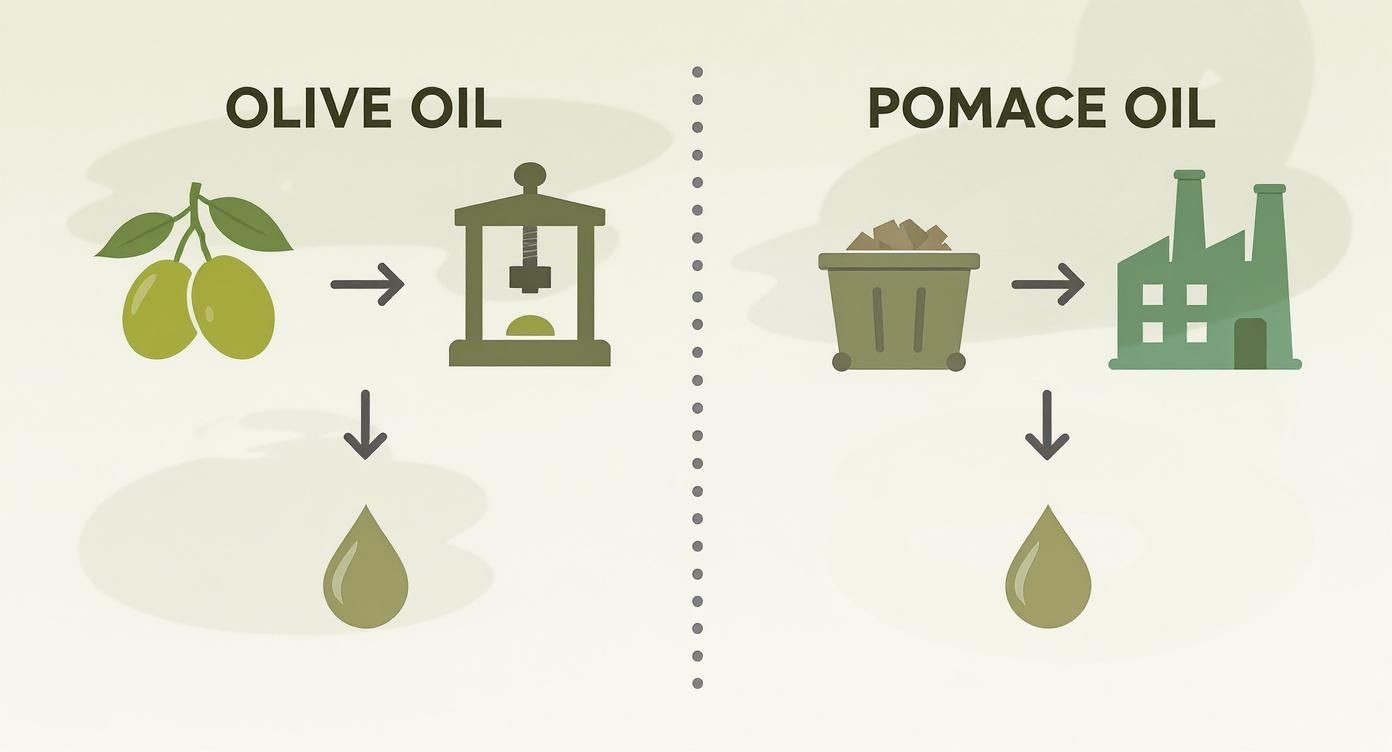 Infographic about pomace oil vs olive oil
