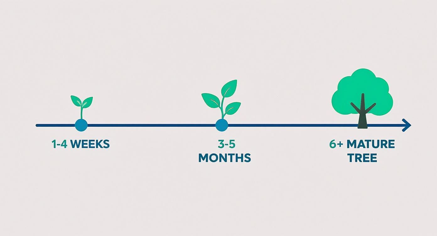 Infographic about how long does prp take to work