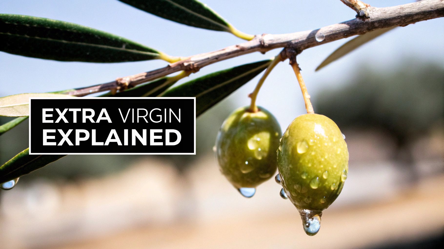Two green olives with water droplets hang from an olive tree branch, featuring 'EXTRA VIRGIN EXPLAINED' text.