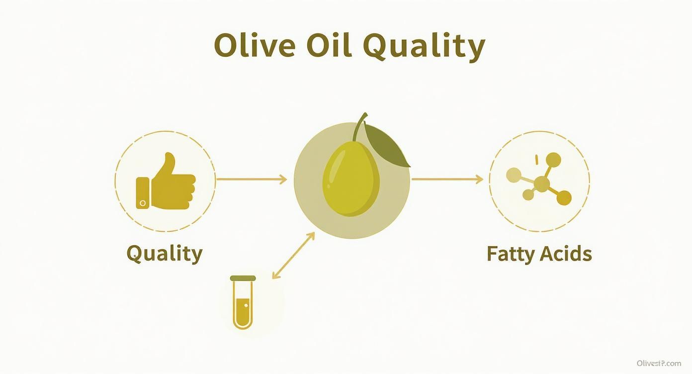 Infographic about acidity of olive oil