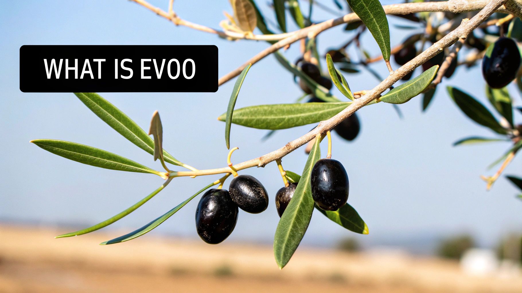 A bottle of extra virgin olive oil next to a bowl of fresh olives.