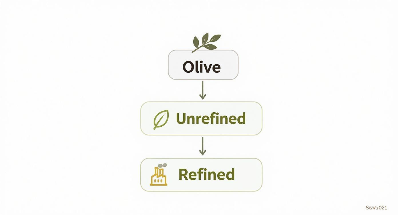 Infographic about types of olive oils