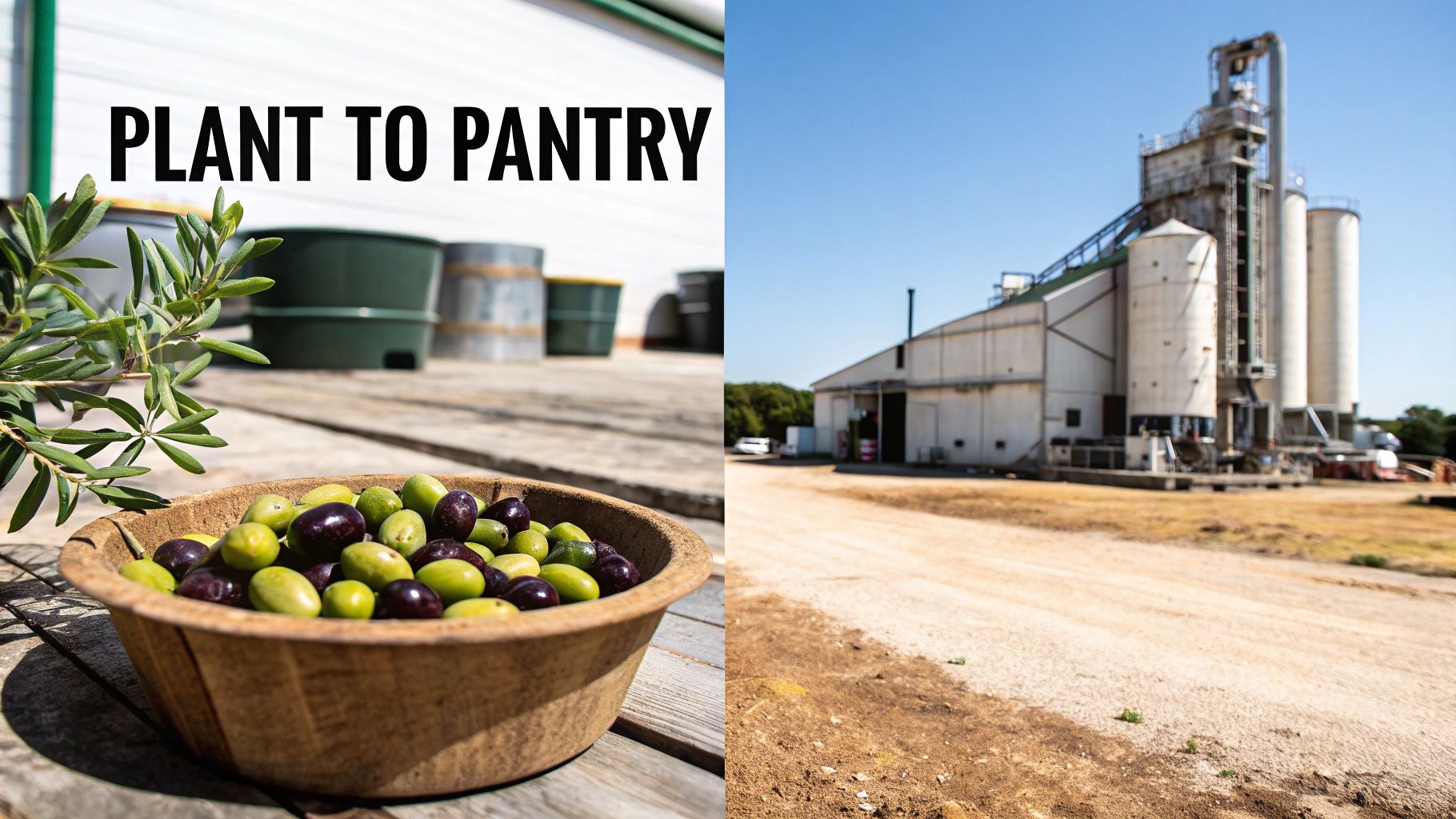 Split image showing a bowl of olives and an olive branch, with an industrial processing plant and silos, representing 'Plant to Pantry'.