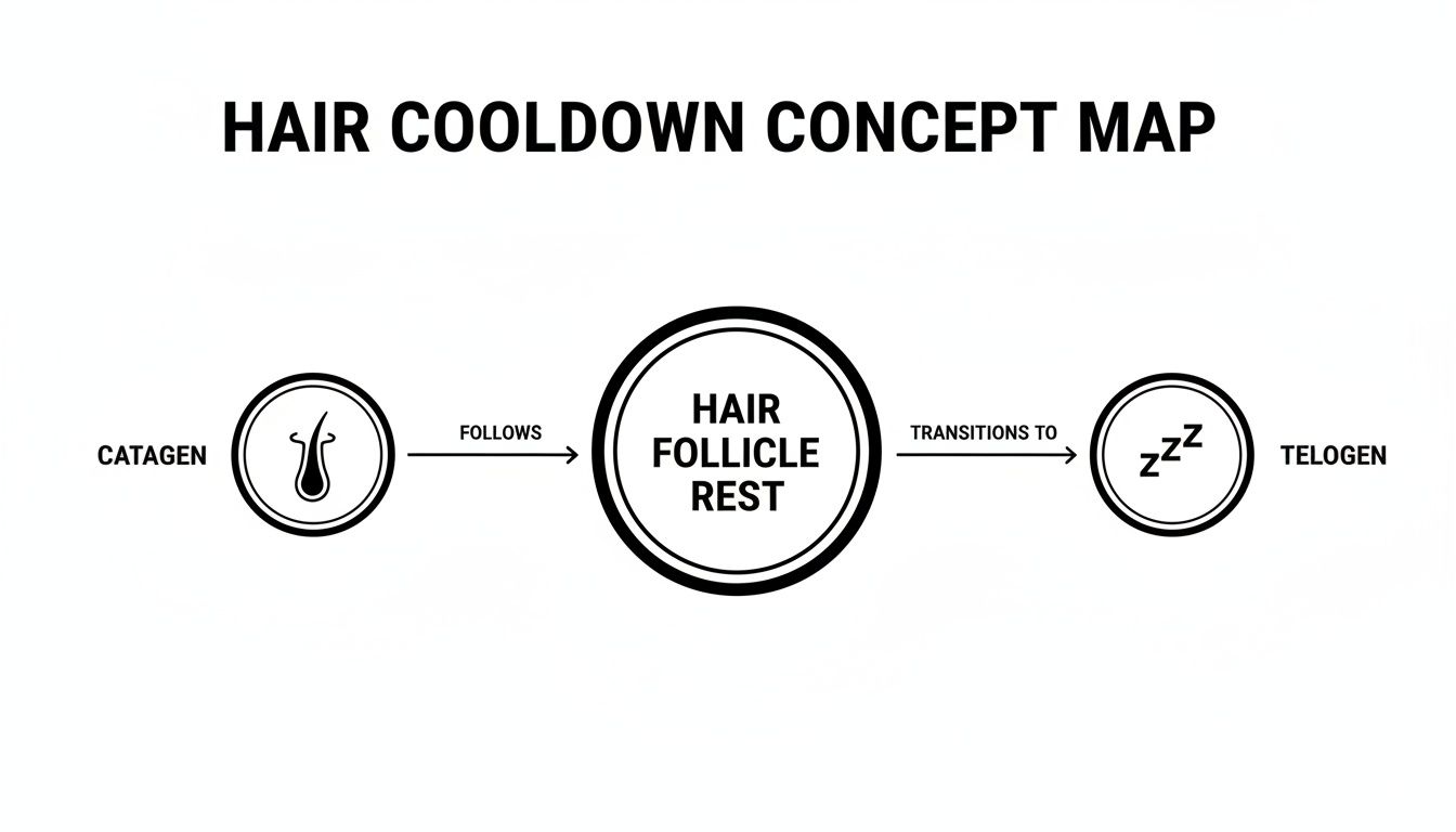 Concept map illustrating the hair growth cycle, showing Catagen followed by Hair Follicle Rest, which transitions to Telogen.