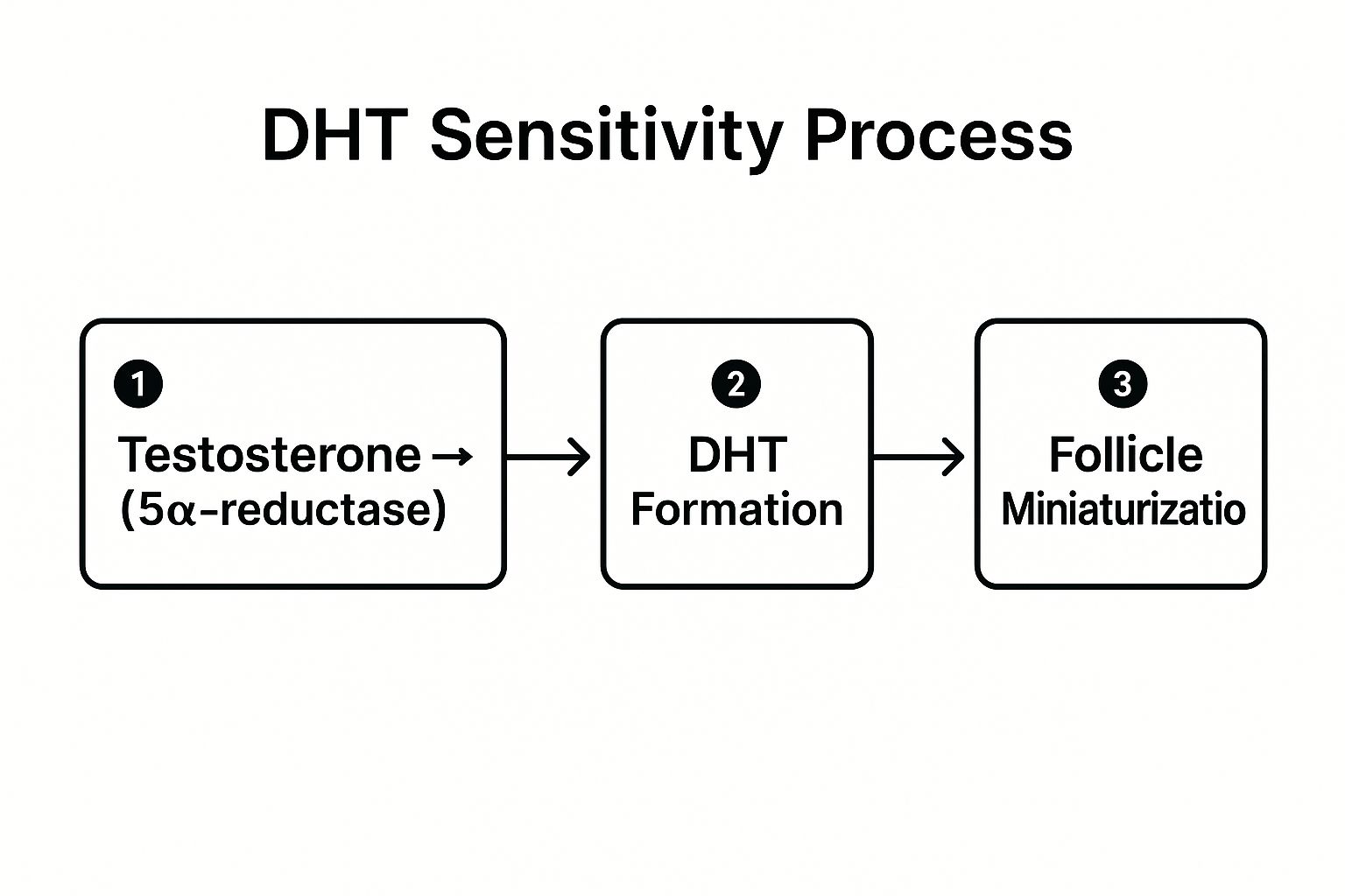 Infographic showing key data about Dihydrotestosterone (DHT) Sensitivity