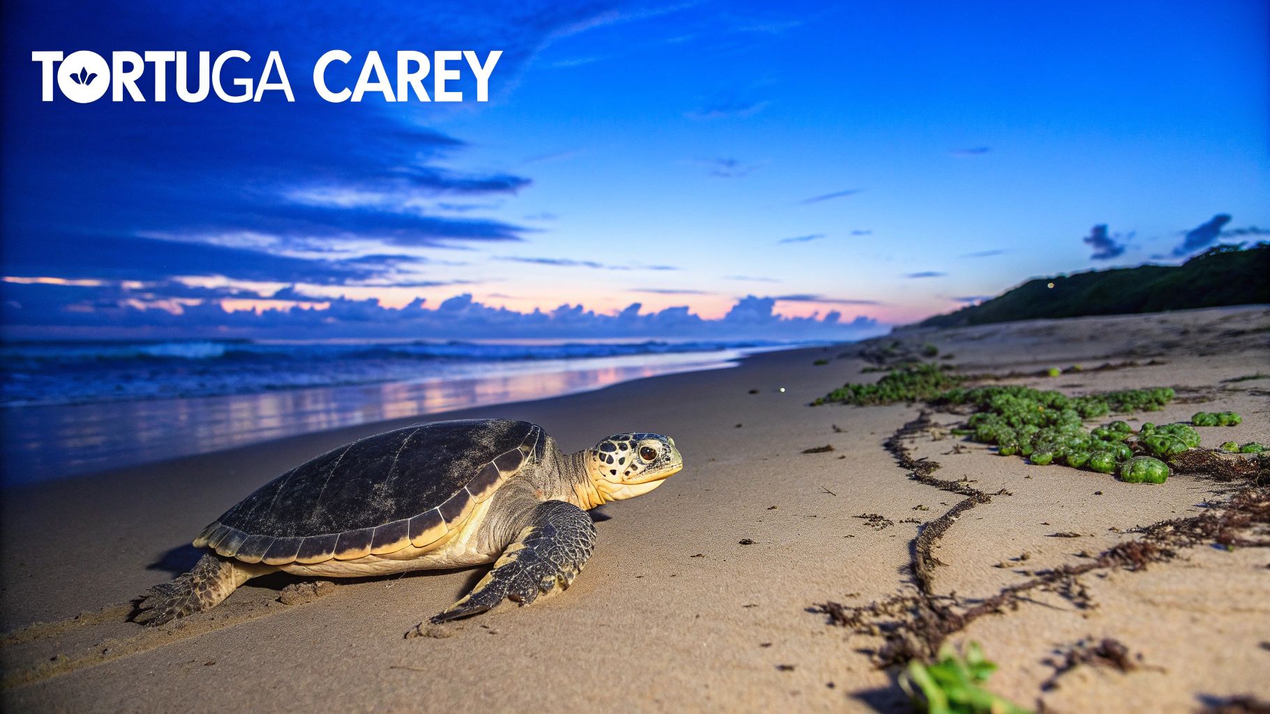 Gavilán de La Española (Buteo ridgwayi)