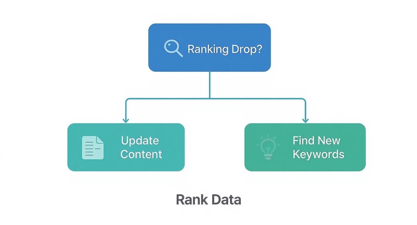 Infographic about keyword position monitoring
