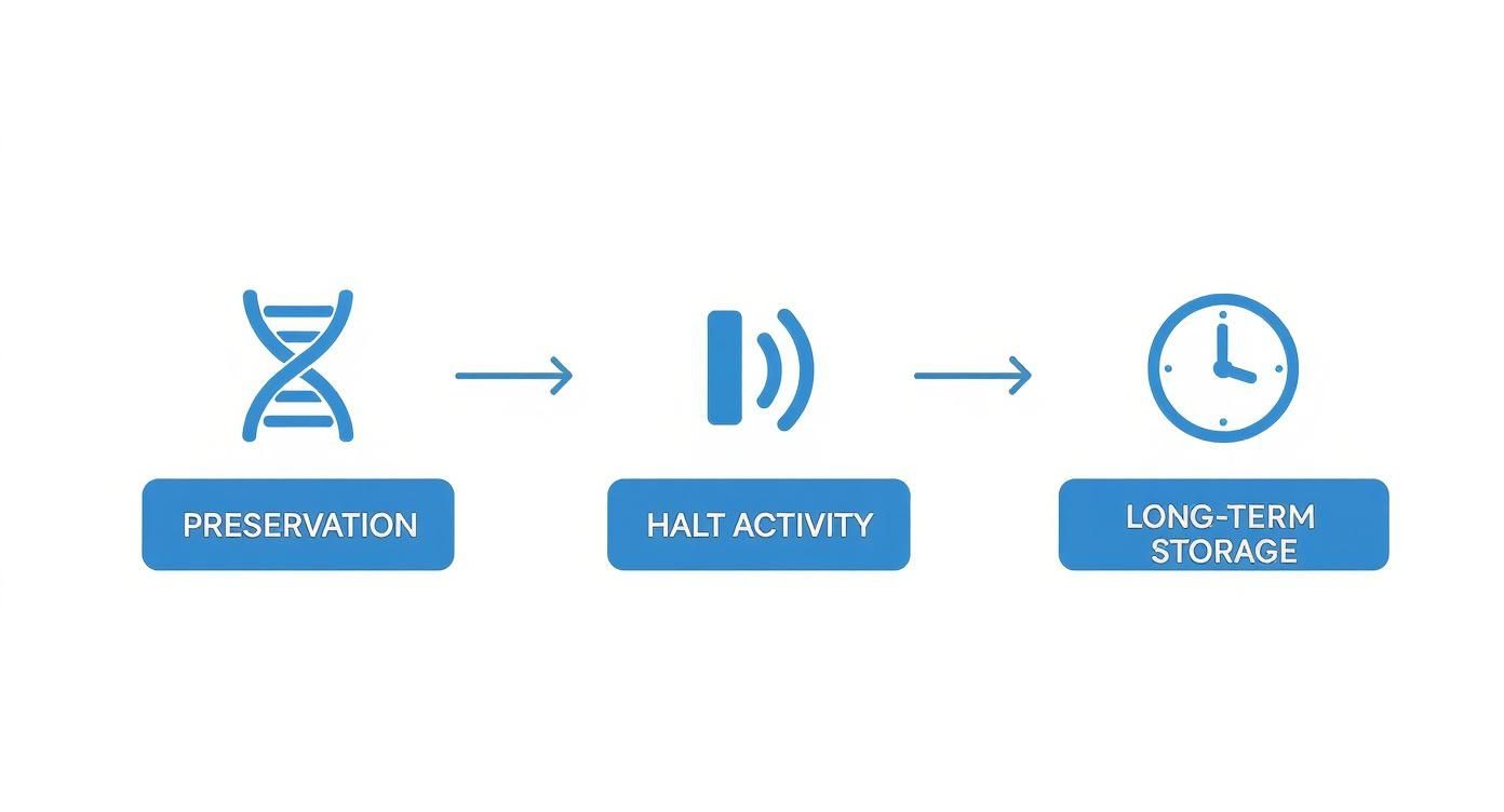 A three-step diagram showing preservation with a DNA icon, halt activity with a pause icon, and long-term storage with a clock icon.