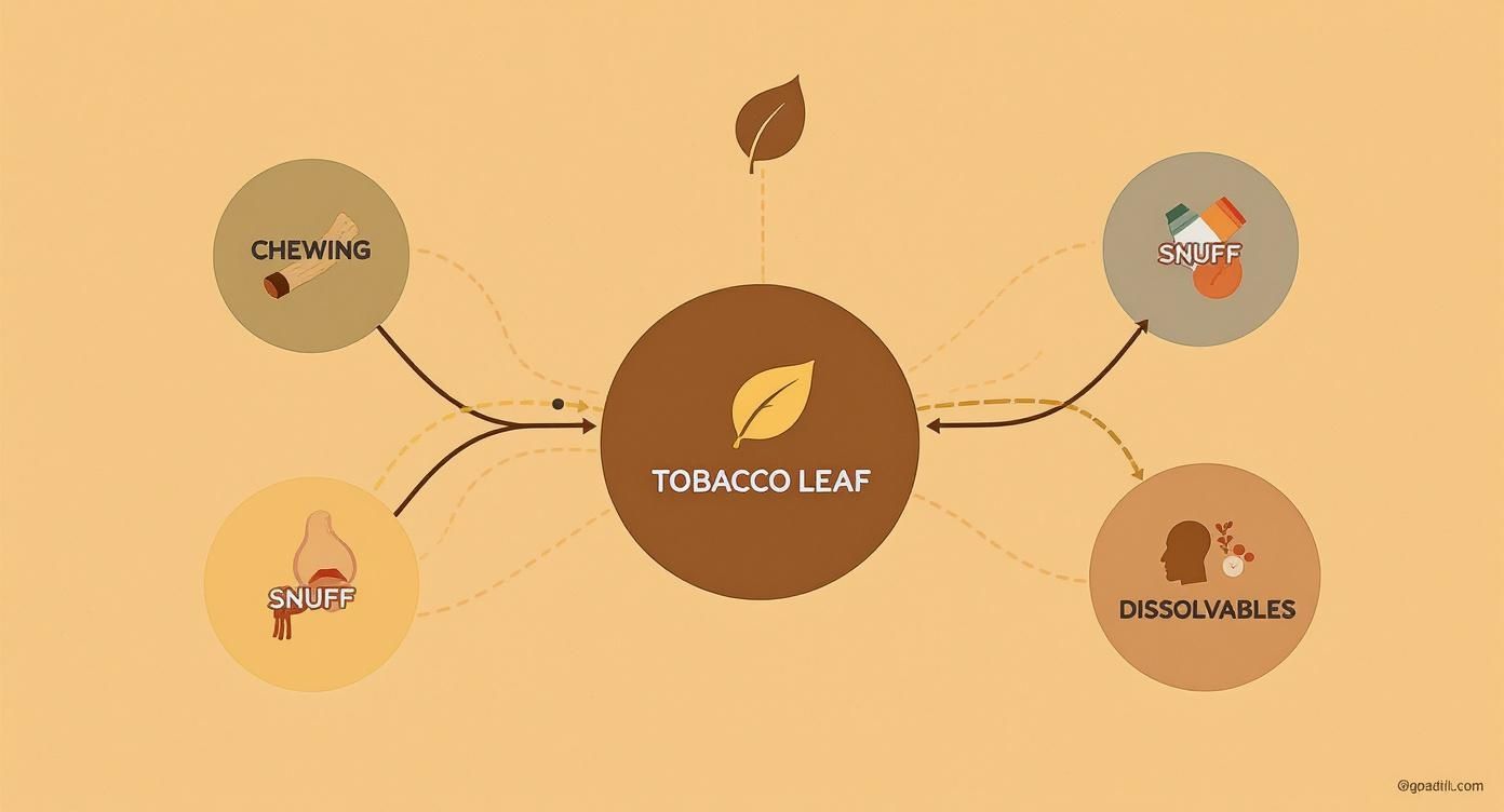 Infographic about facts on smokeless tobacco