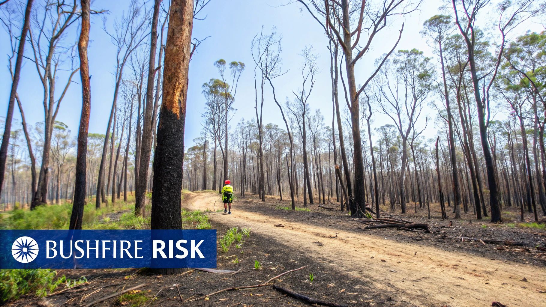 Smoke from bushfires fills the sky over a dense forest in Australia.