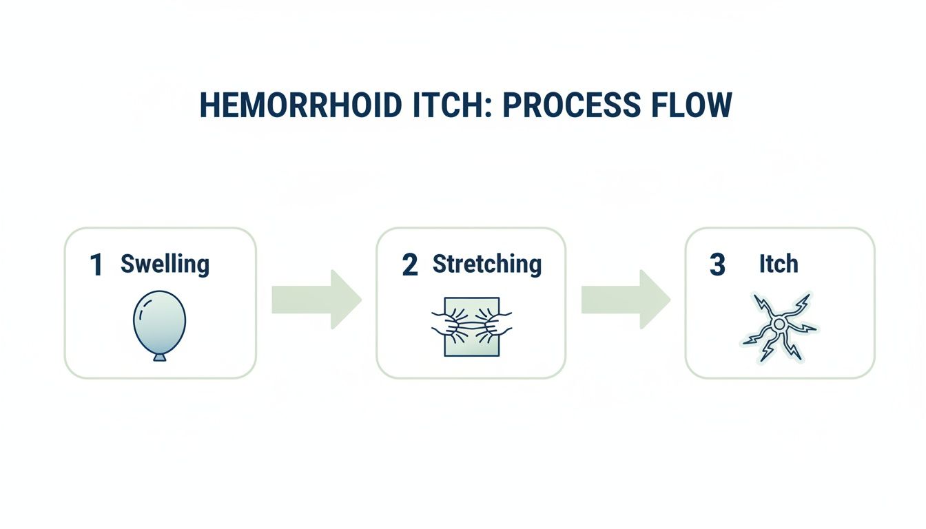 Diagram illustrating the process flow of hemorrhoid itch, showing swelling leads to stretching, which causes itching.